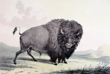 Un taureau de buffle broutant